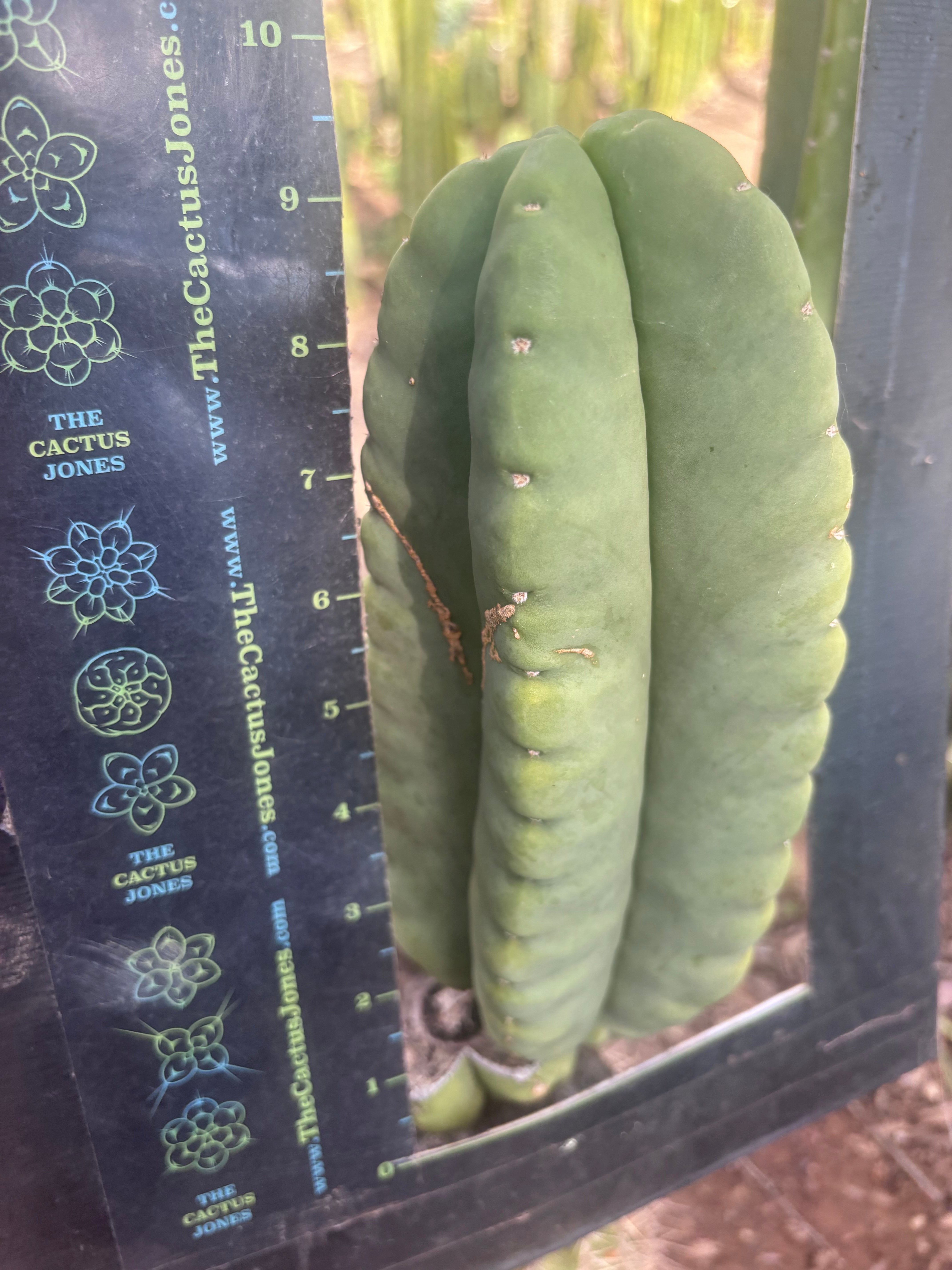 💎👑💎🌶️ Ferah — XL 9” Melon