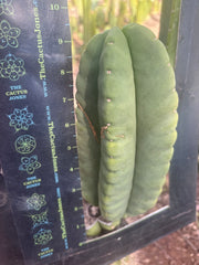 💎👑💎🌶️ Ferah — XL 9” Melon