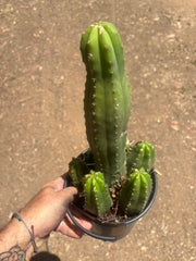 👑💎 DeCosta — 7 Rooted Tips in One Pot