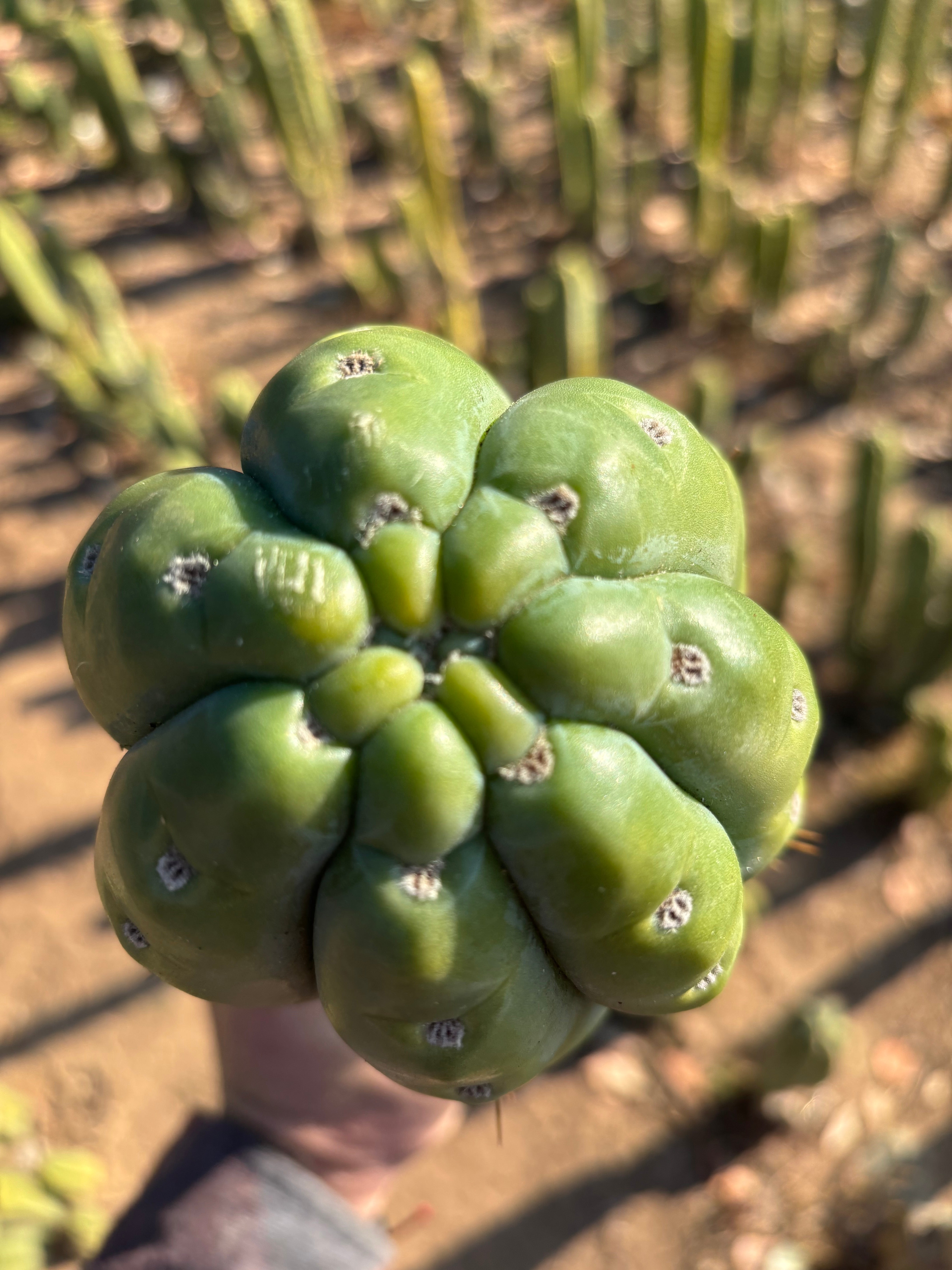 👑💎🌶️  Ashdod — Full Maturity 12” Tip (Last One Ever)