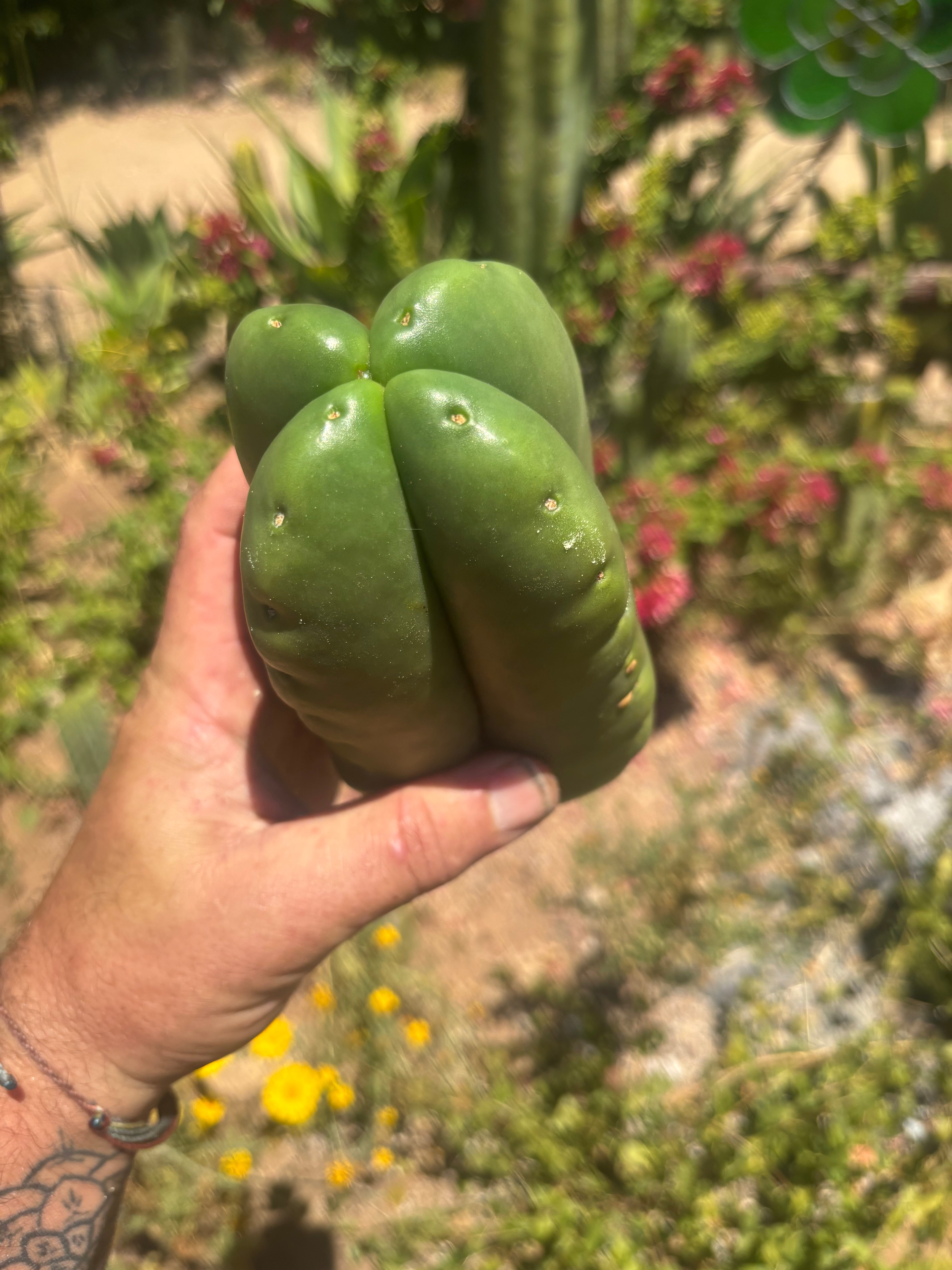 💎👑🌶️ Ferah — Another Fourwang Chub Muffin