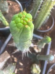 💎👑🐉 Bruce’s Dragon — Thick 10” Pup