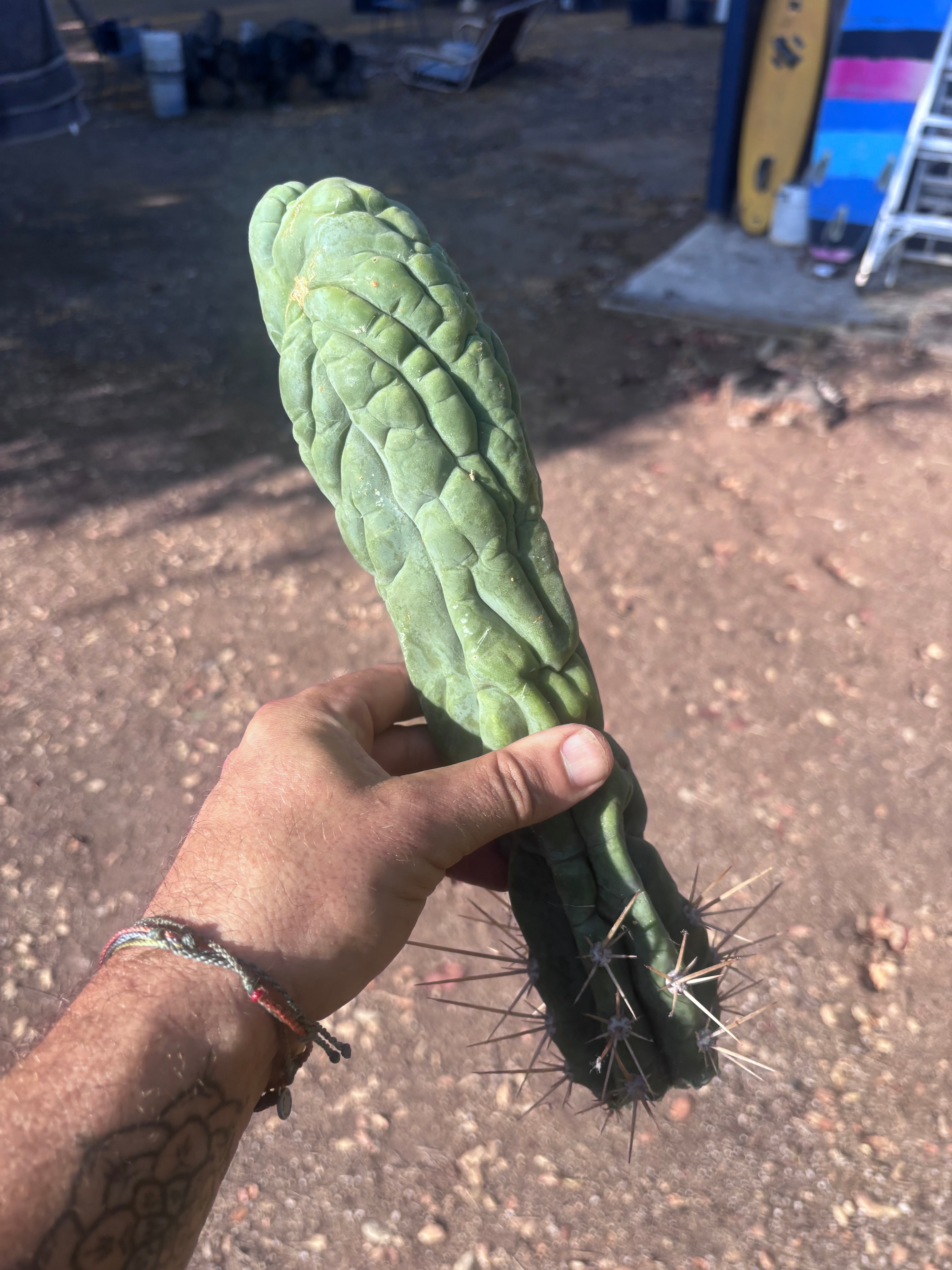 💎👑 Bruce’s Dragon — XL 13” Tip
