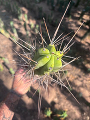 👑🌶️ Medicine Man — 11” Tip (14” Graft Total)