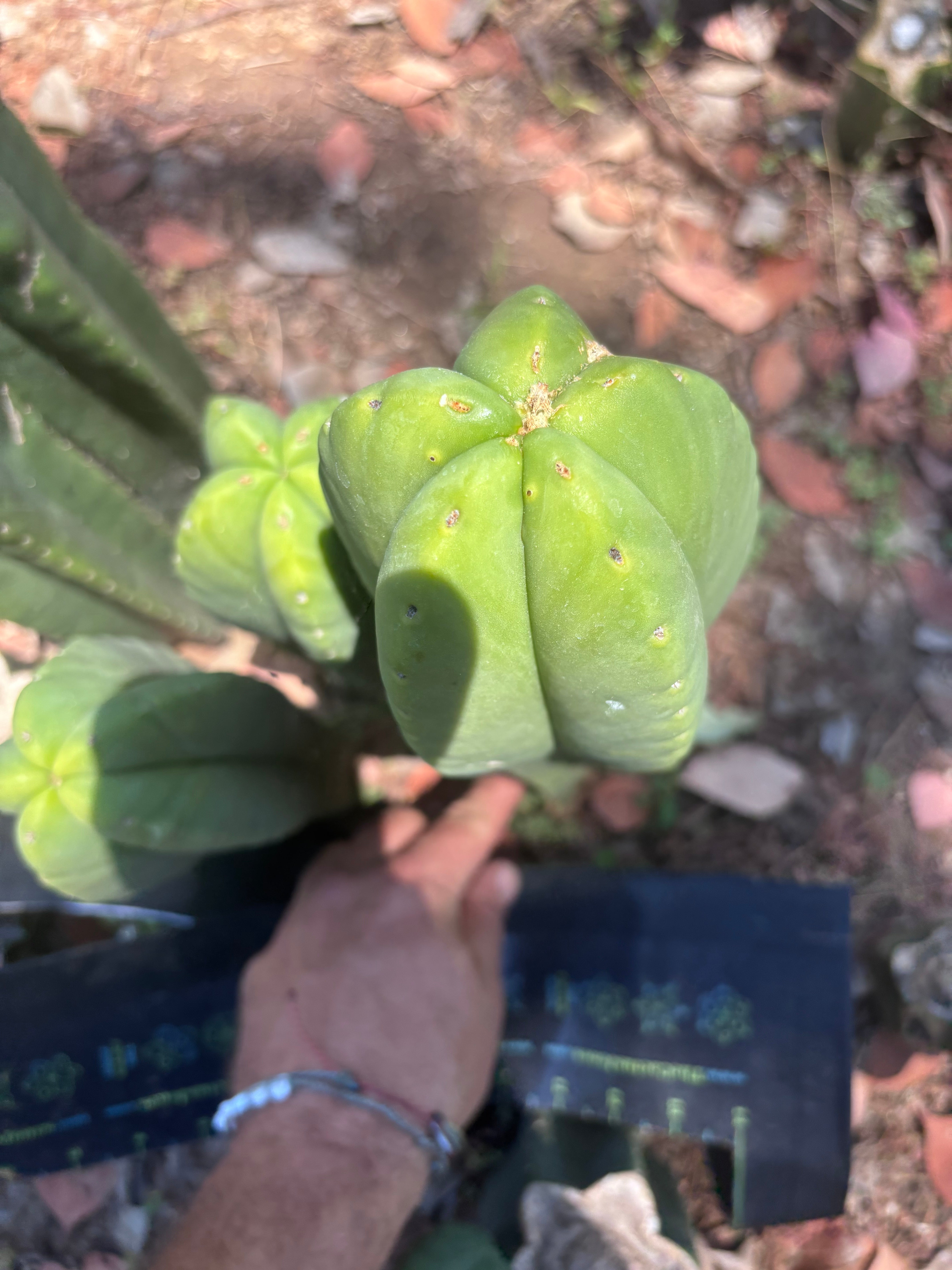 👑💎 Aussie Scop — Chonky 11” Tip
