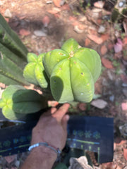 👑💎 Aussie Scop — Chonky 11” Tip