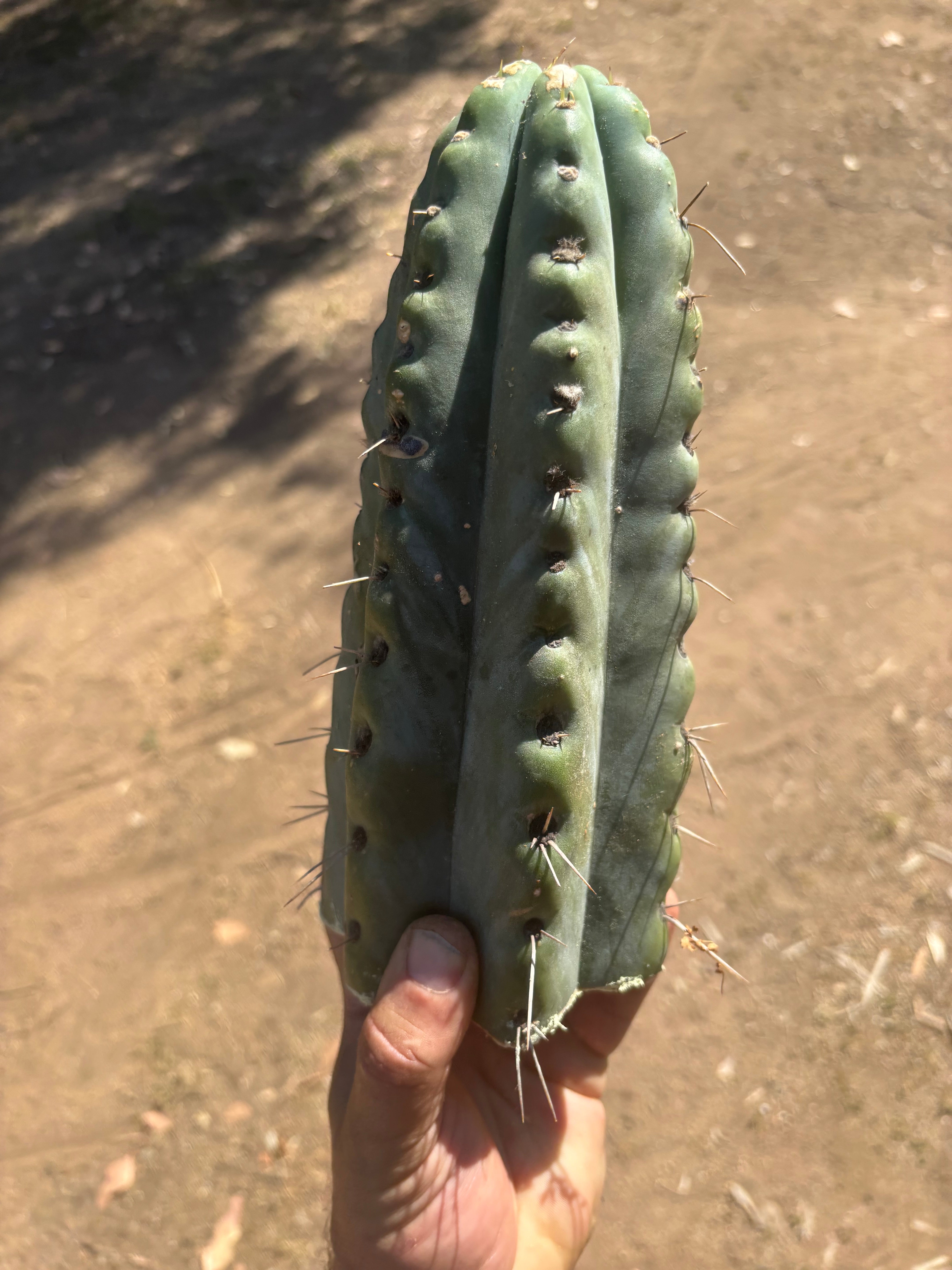 💎🌶️🌶️ NOM —  Fat 10” Tip
