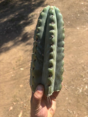 💎🌶️🌶️ NOM —  Fat 10” Tip