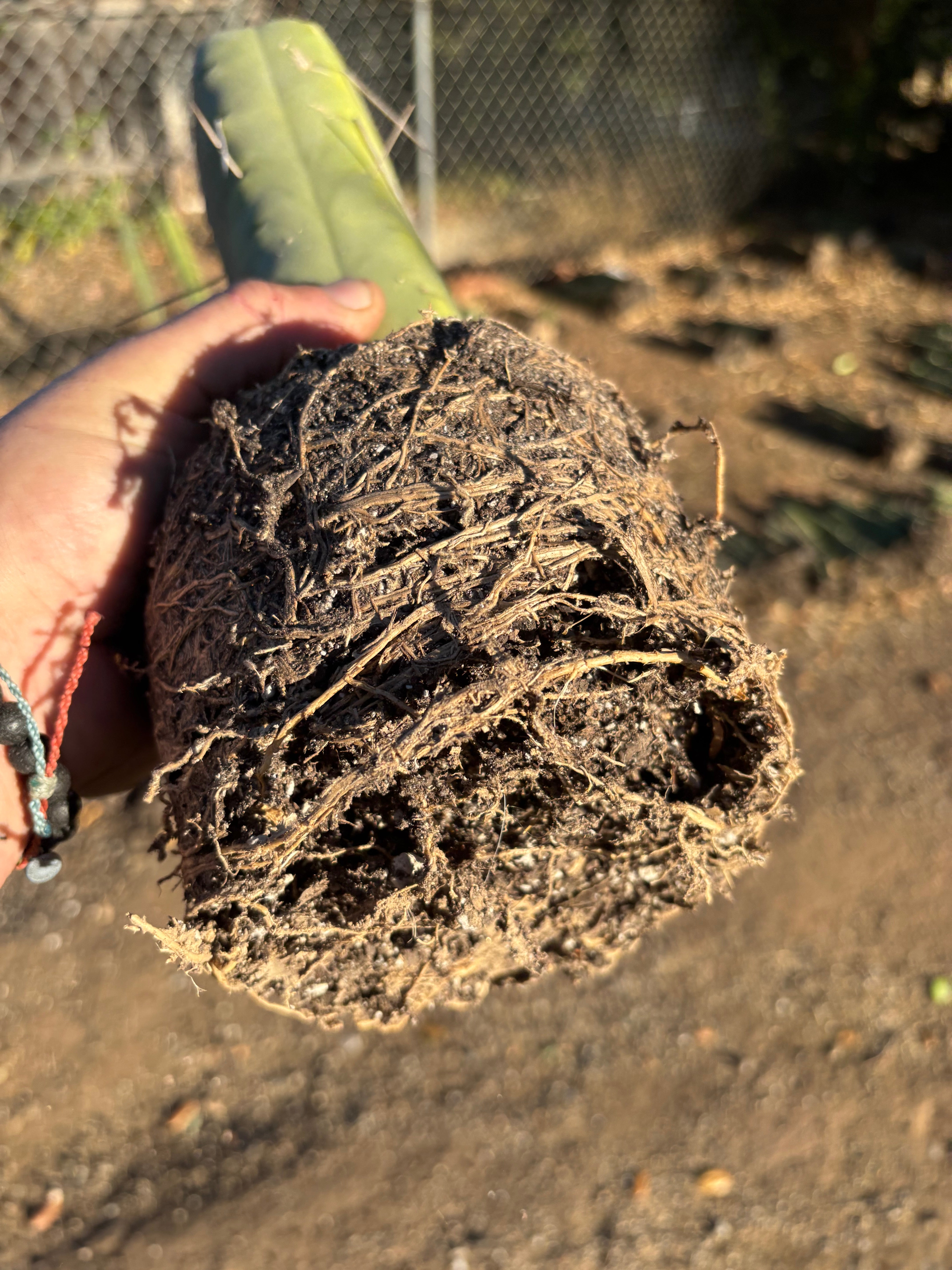 👑🌶️🌶️  Jiimz Twin — Fully Rooted Stump