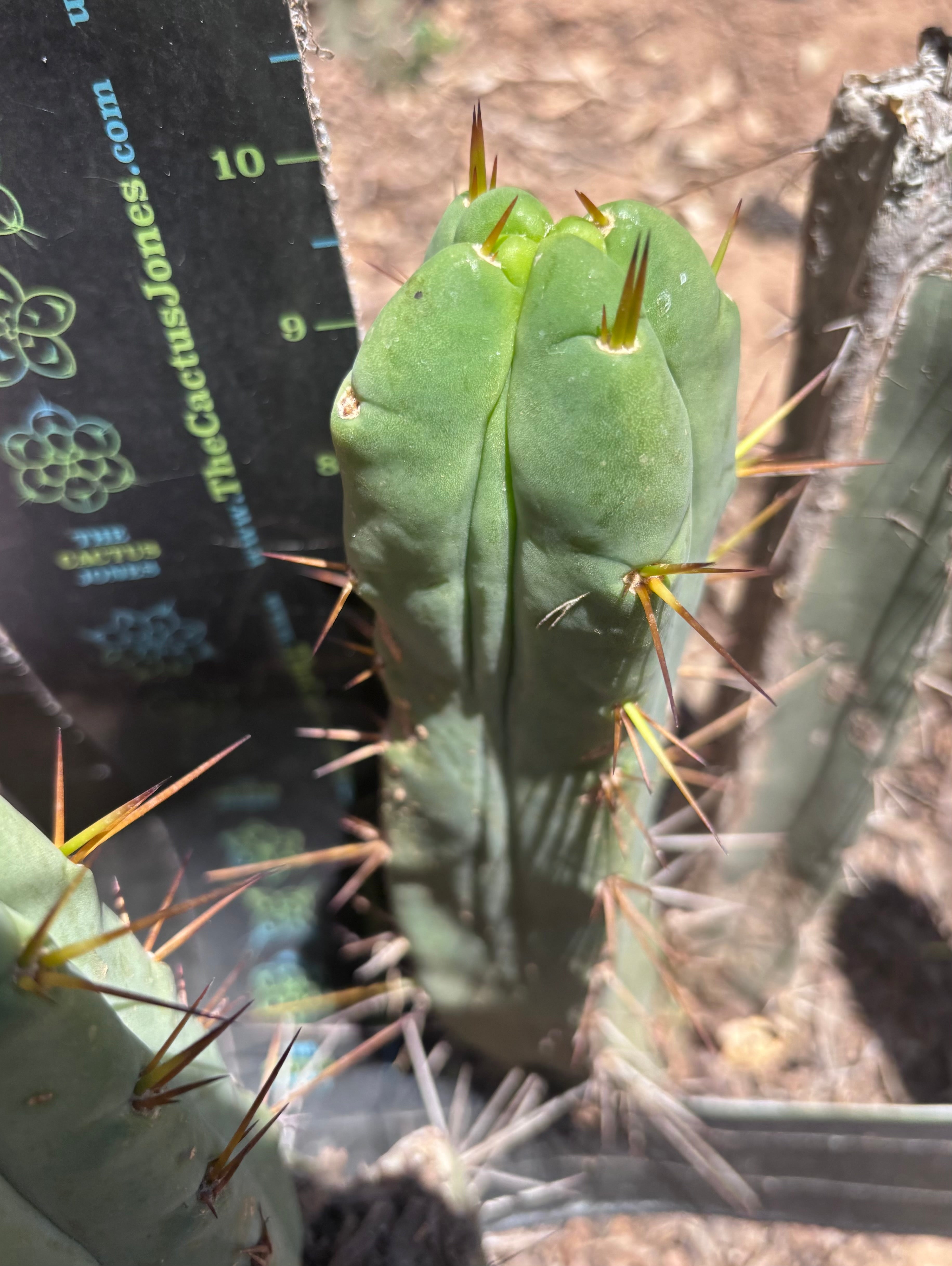 👑🌶️🌶️ Dulzura Wax — Fourwang 10” Pup