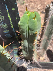 👑🌶️🌶️ Dulzura Wax — Fourwang 10” Pup
