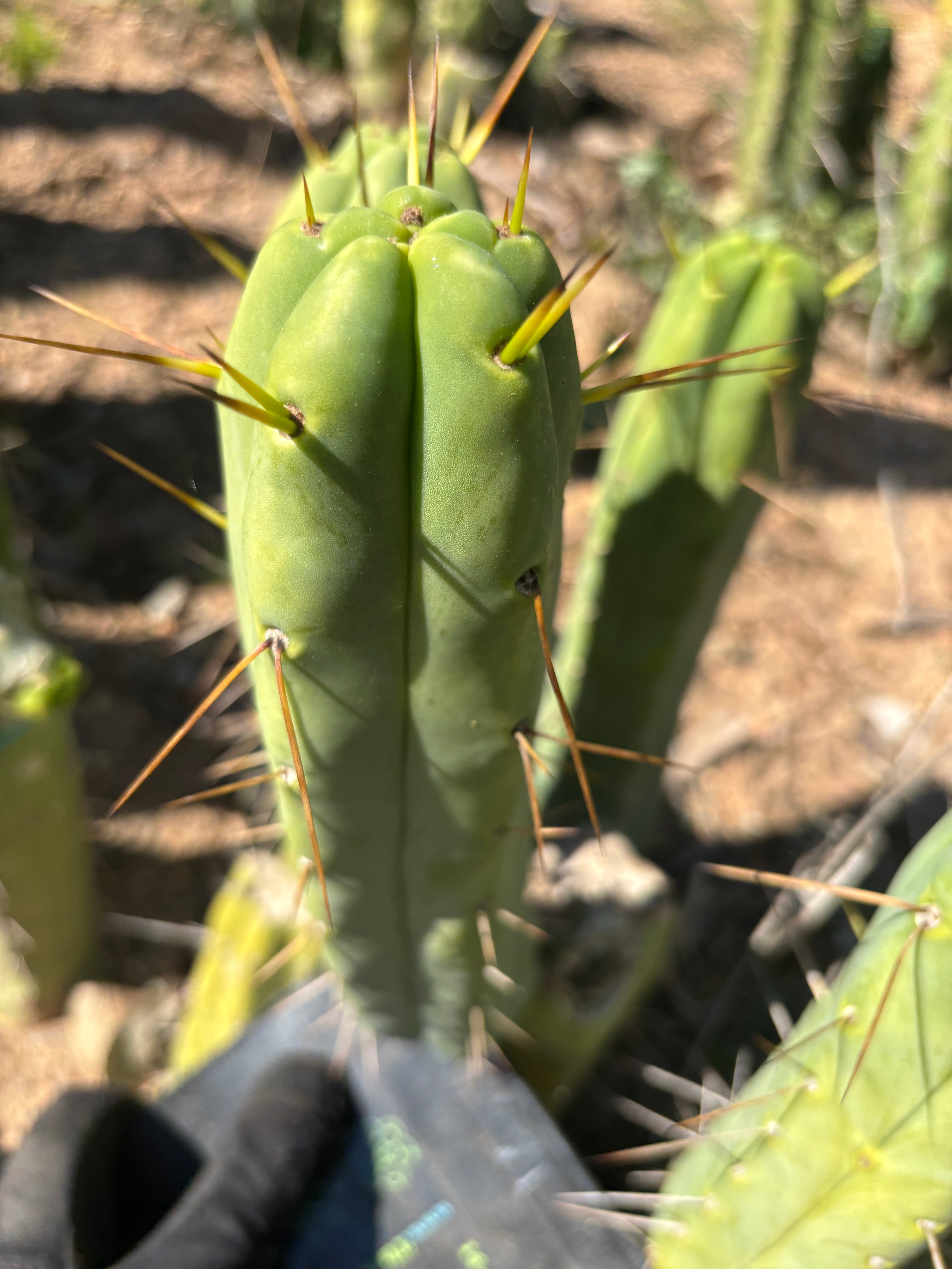 👑🌶️🌶️  Another Jiimz Twin  — 10” Pup