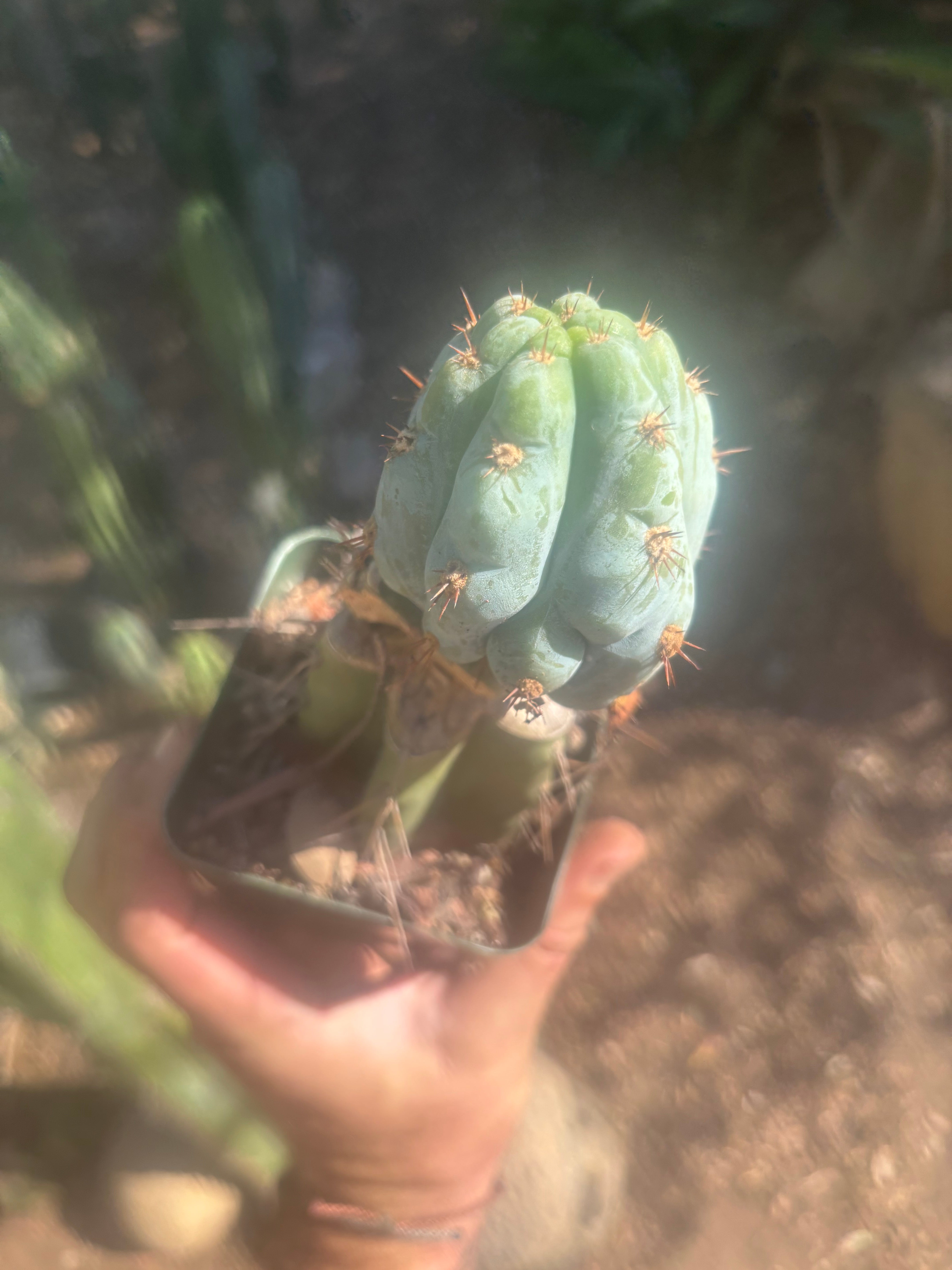 💎👑💎  NUBS — Pupped Slab Graft on Rooted Hammer