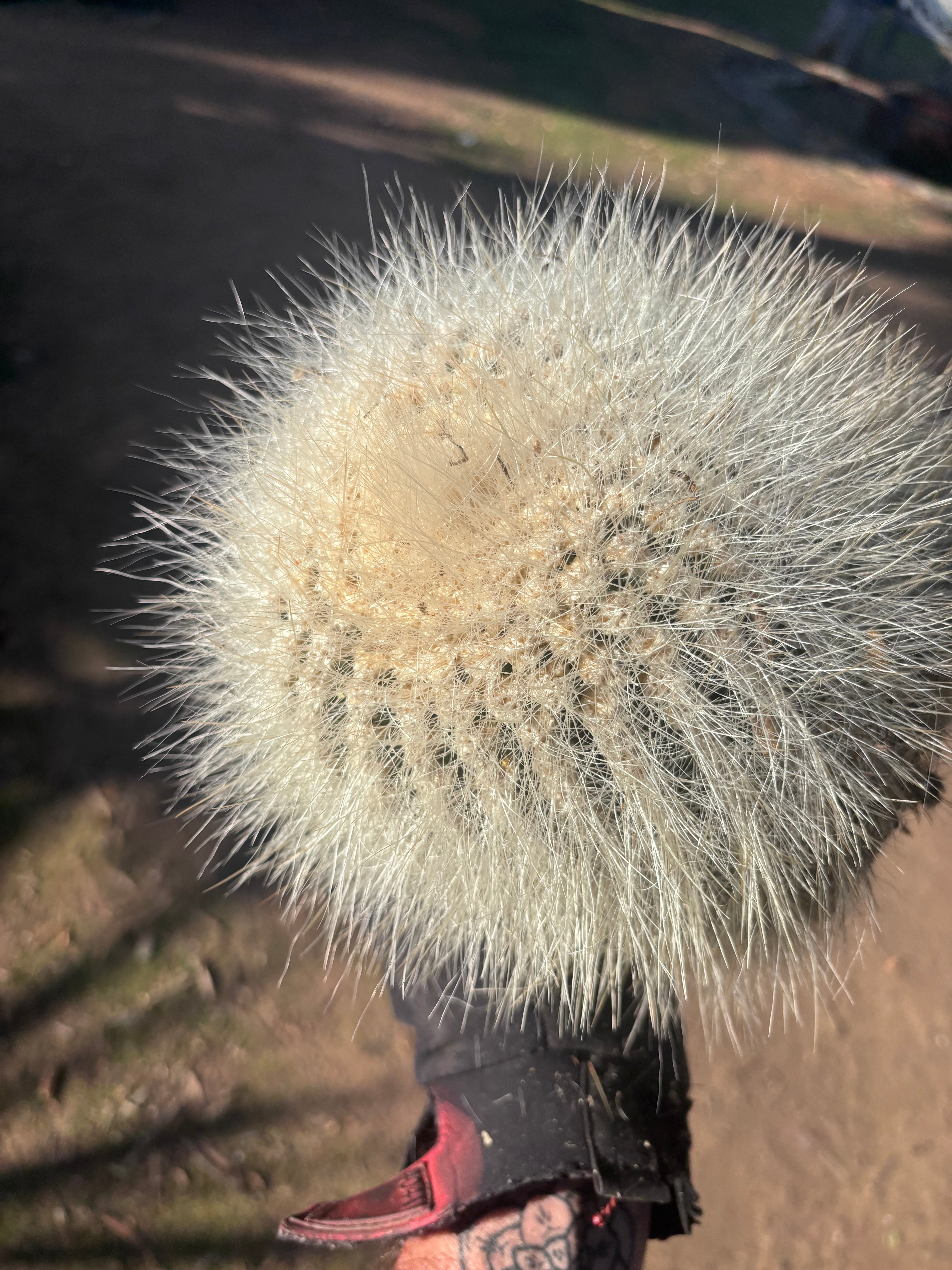 💎 T. Atacamensis — 12” x 9” Fur Melon