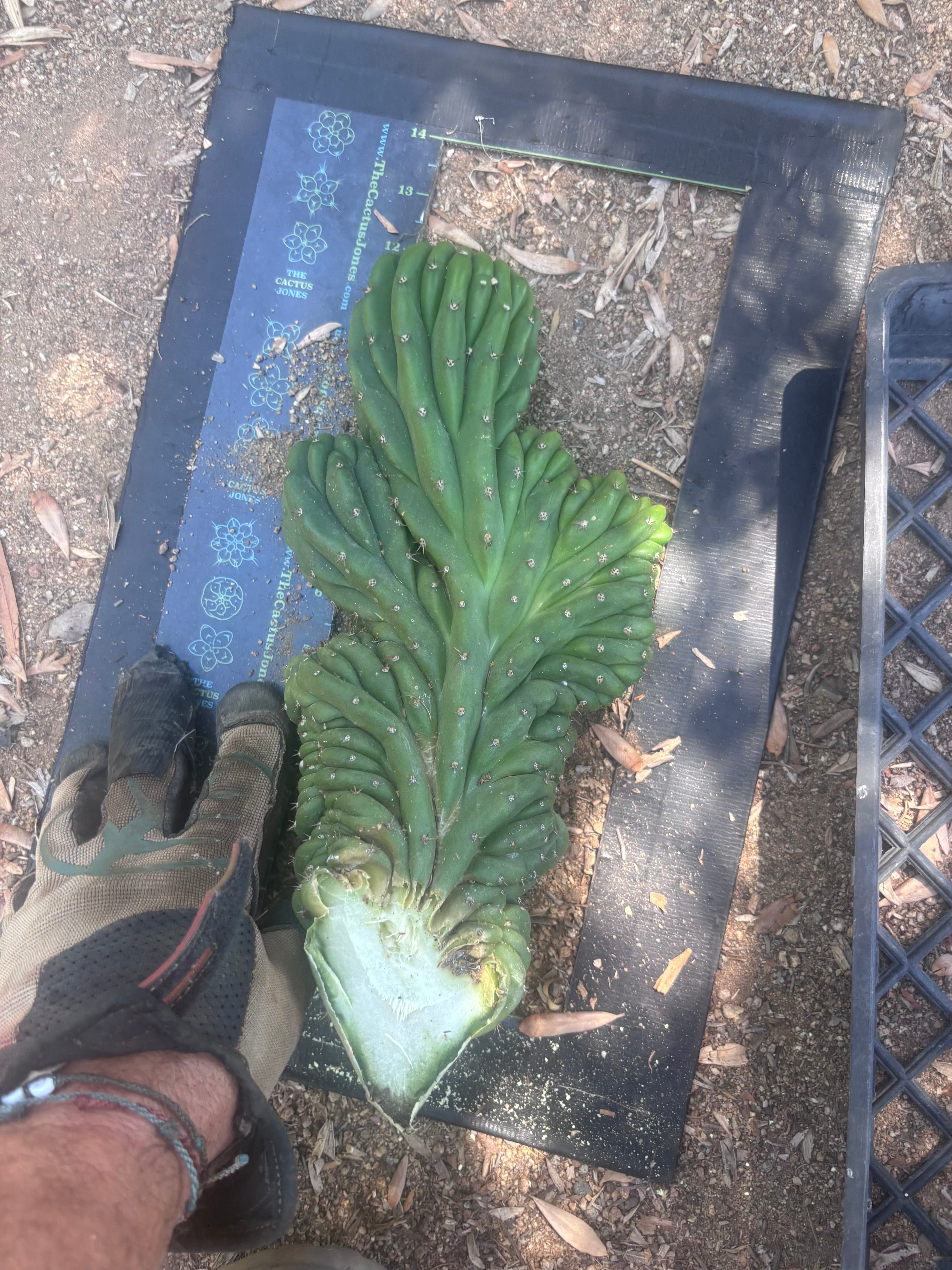 💎👑 TPMC — Large Crests (3)