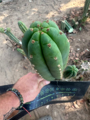 👑🌶️ KK339 — 10” Tips (3)