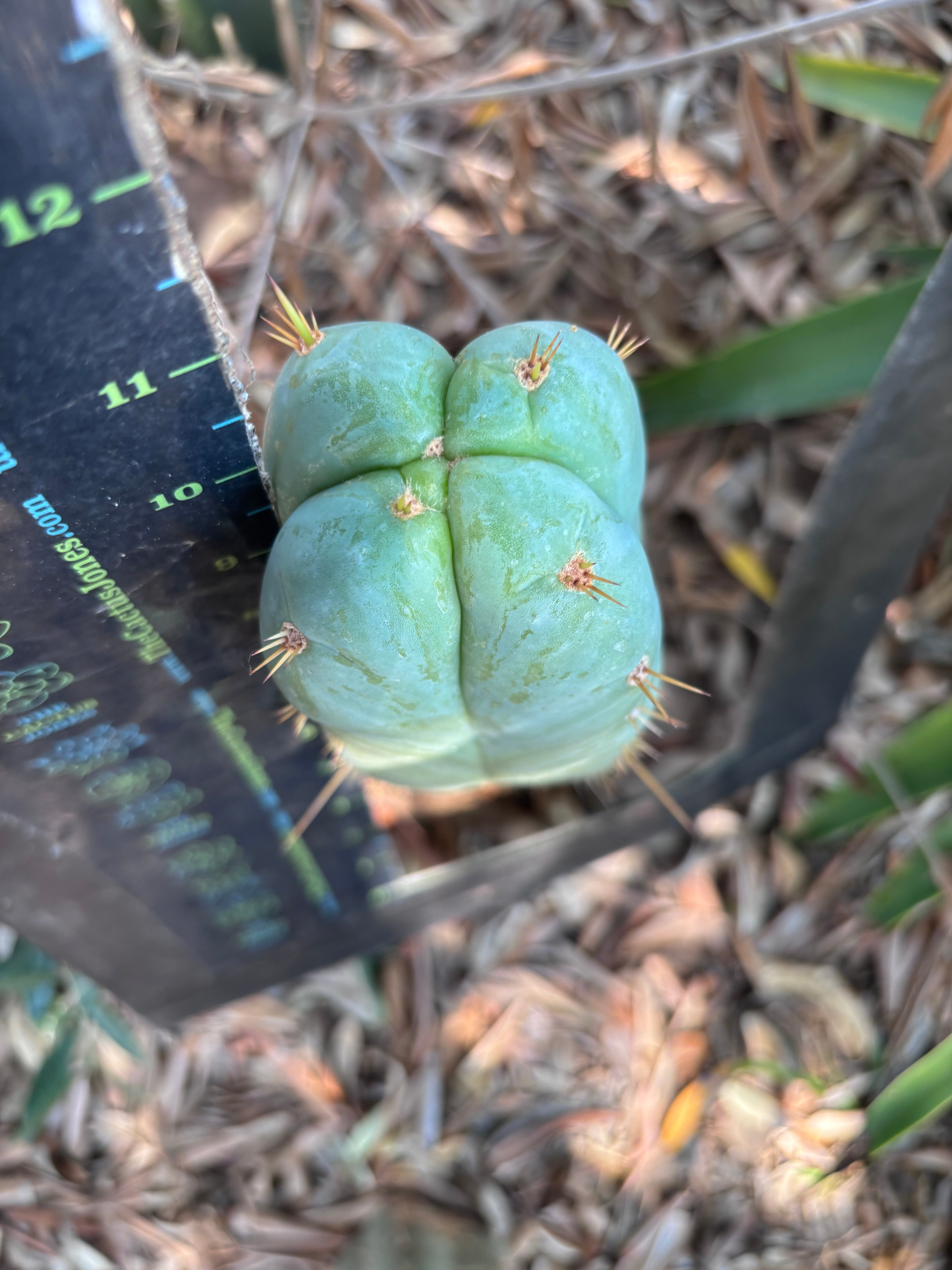 👑 Lotusland Huanu —  Irresistible FourWang 11” Pup