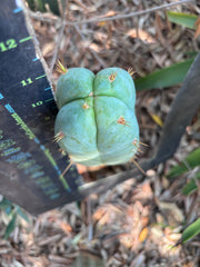 👑 Lotusland Huanu —  Irresistible FourWang 11” Pup