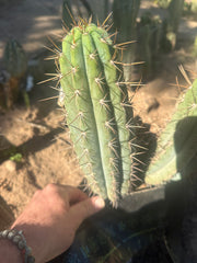 👑 Gawler — 9.5” Pup