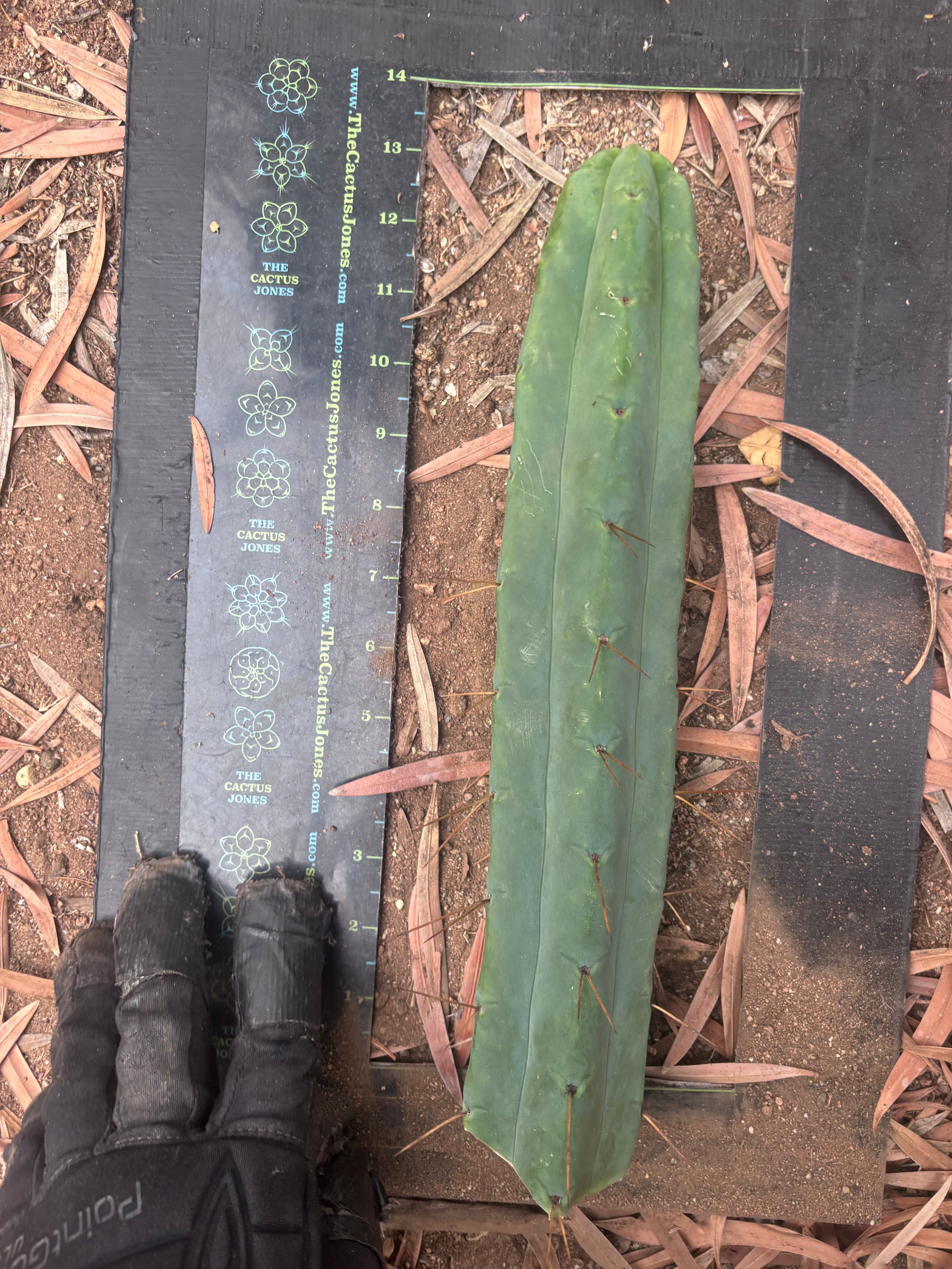 👑🌶️🌶️  Jiimz Twin Spine — 13” Tips (4)