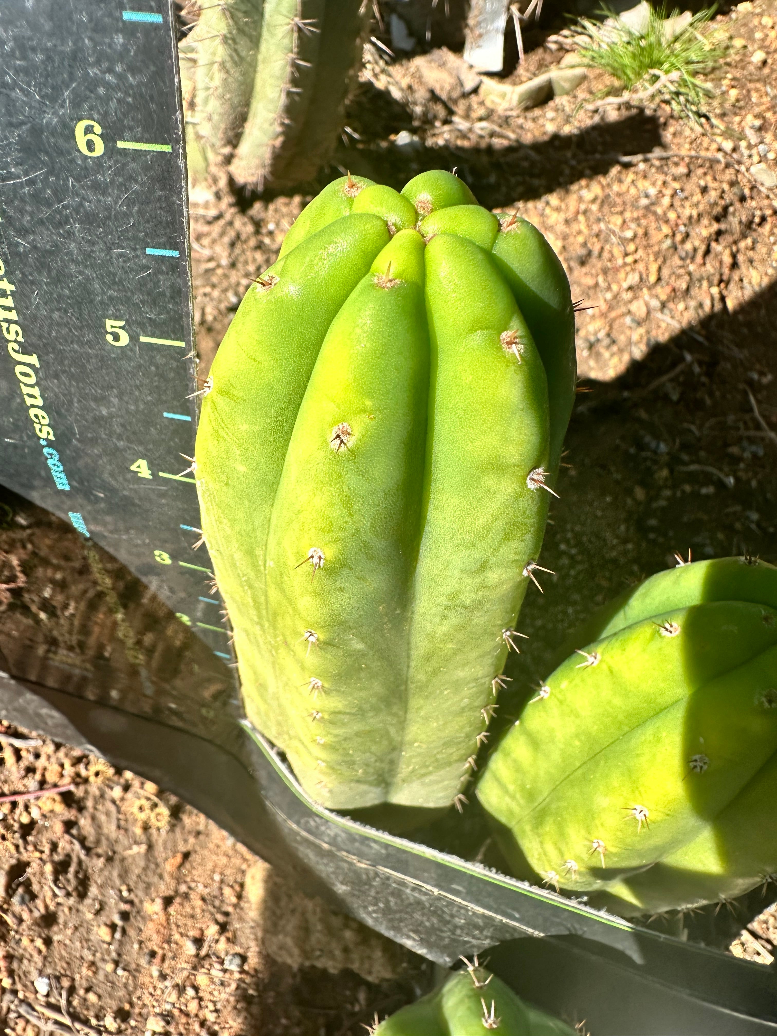 👑🌶️🌶️ KR04 — 6” Tip