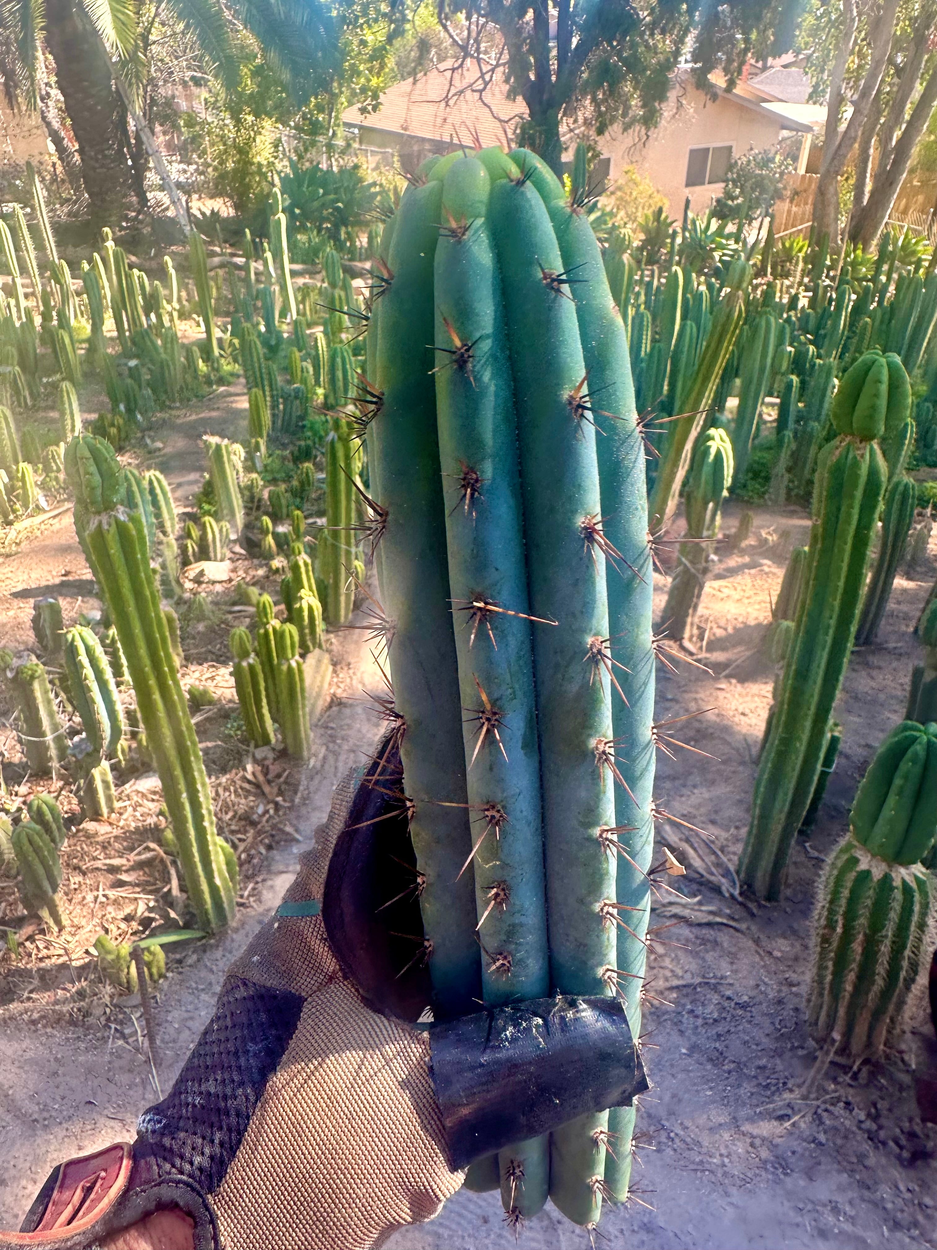 👑💎 Rimac Valley — Gorgeous 13” Tip