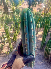 👑💎 Rimac Valley — Gorgeous 13” Tip