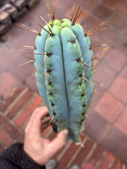 💎🌶️ Noid of the Moment — XL 14” Tip