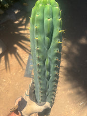 💎👑🌶️  Ashdod — XL 17” Magnum Tip