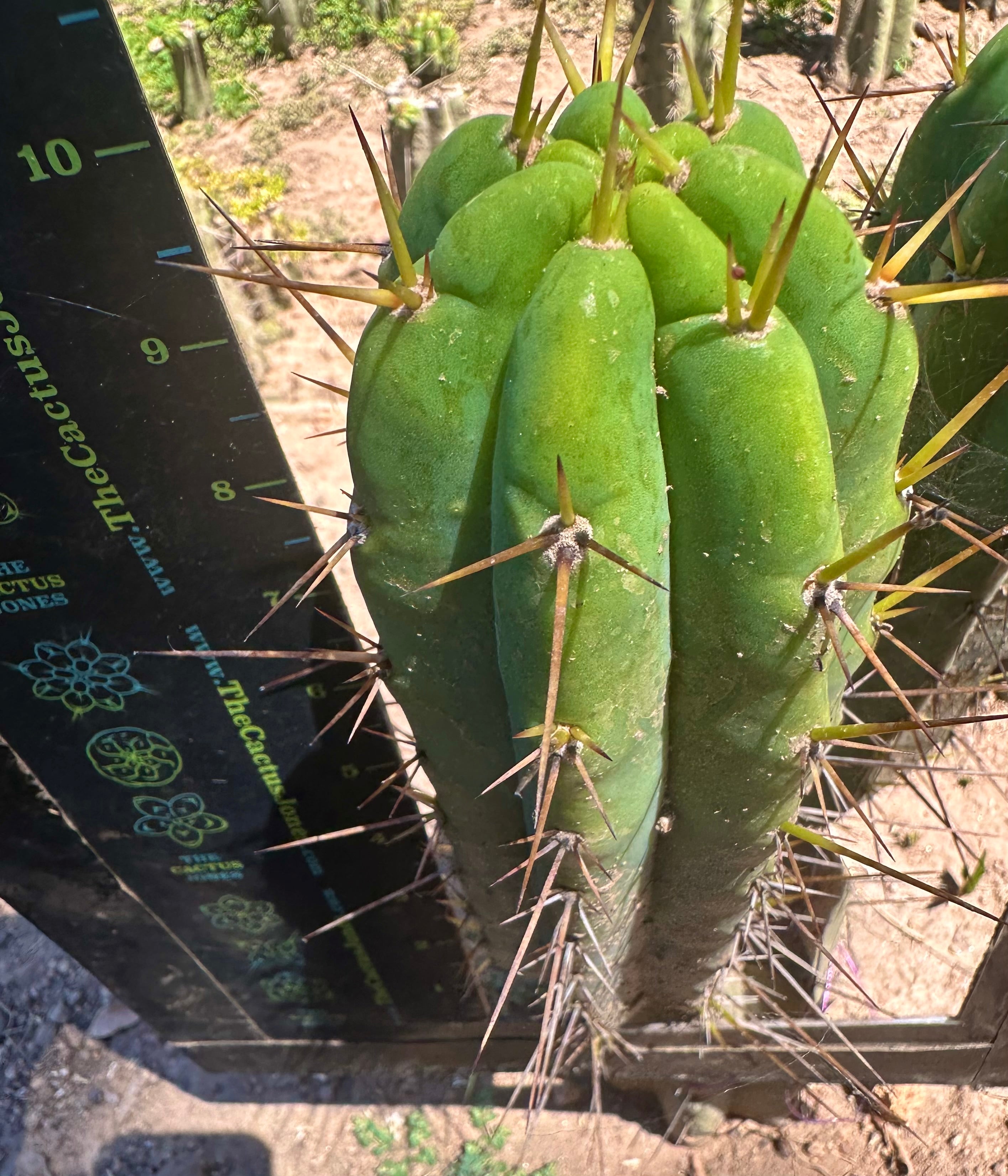 👑🌶️ Nash — 10” Tips, Restocked