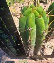 👑🌶️ Nash — 10” Tips, Restocked