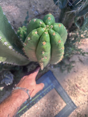💎🌶️ Tipz x Super Pedro — Massive 15” Pup