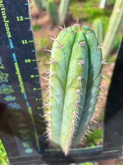 👑🌶️ Kimnach — Flawless 12” Pup