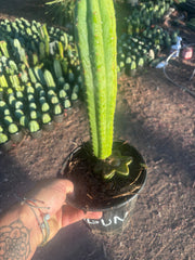 👑🌶️🌶️ Ogun — Rooted Mid with 13” Pup