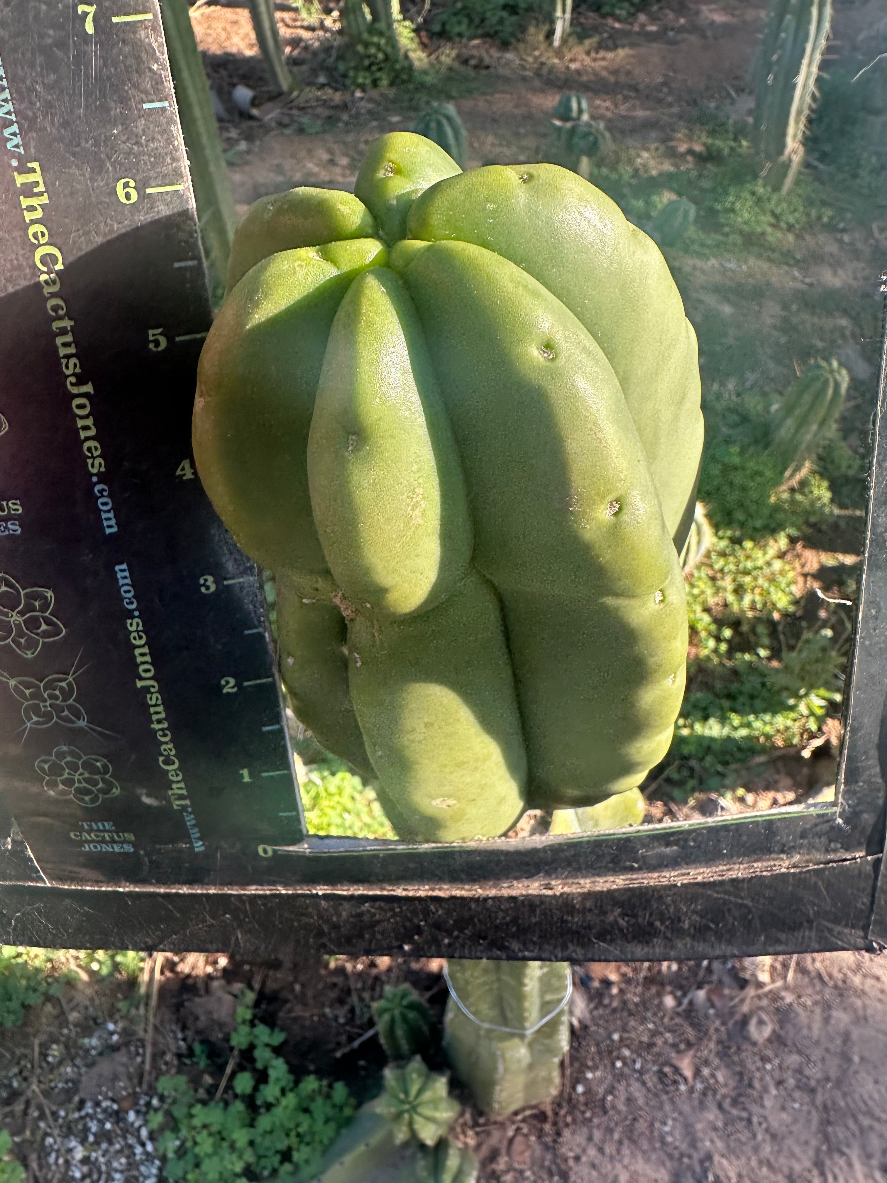 💎👑💎  Ferah — Another Thick Tip