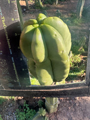 💎👑💎  Ferah — Another Thick Tip