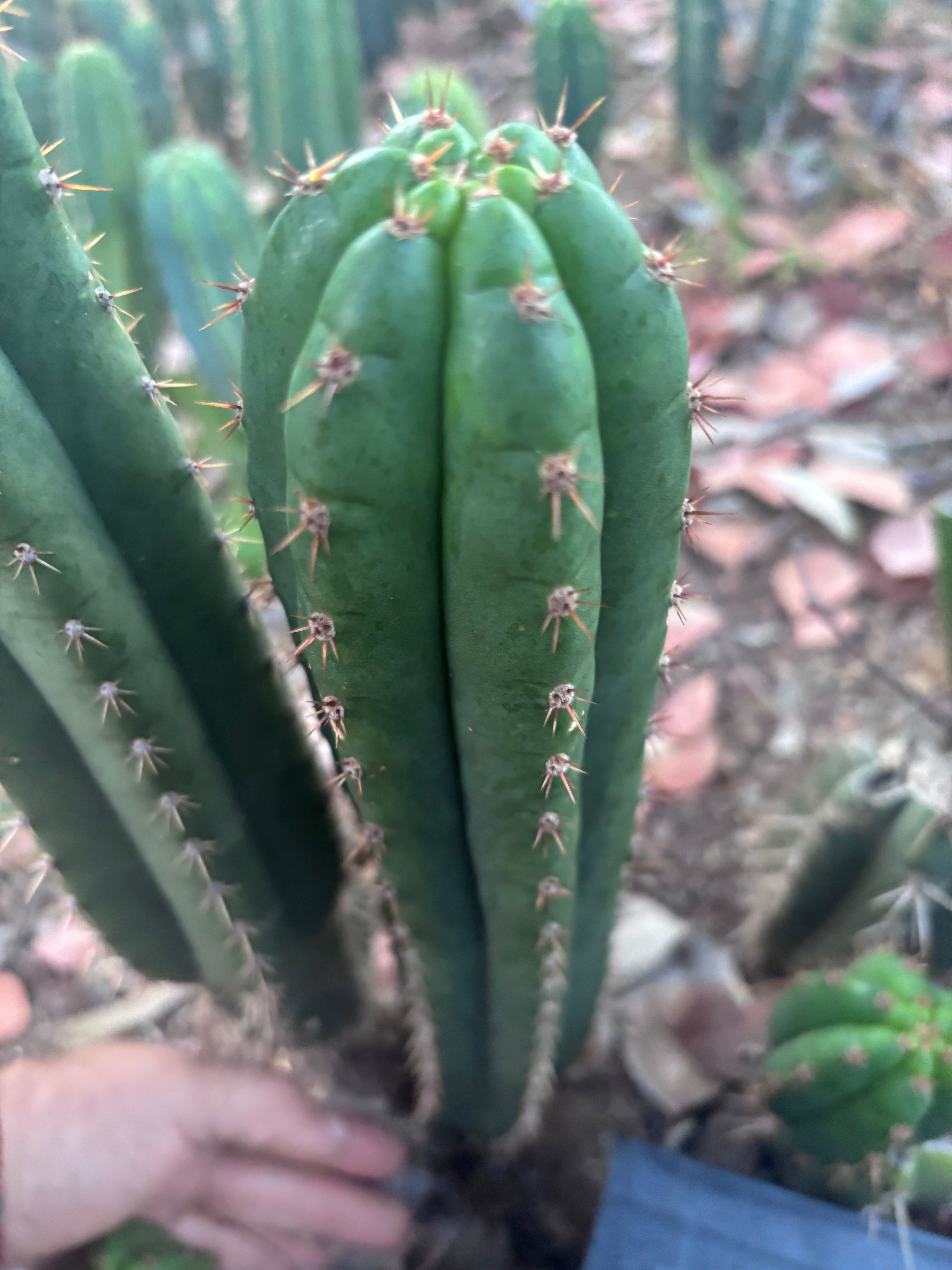 👑🌶️ Torres & Torres — 15” Pup