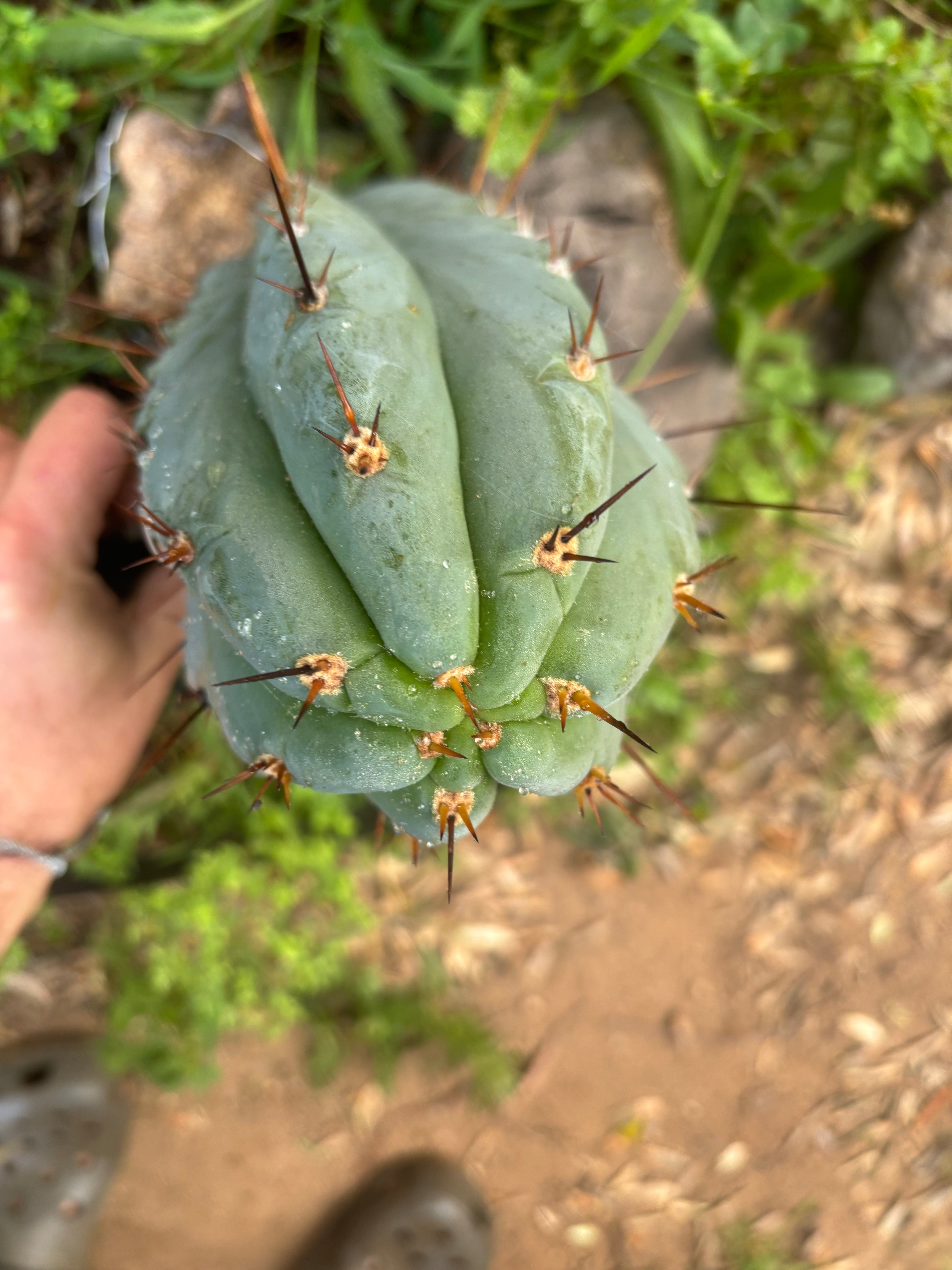 💎👑 Moonchild — FAT 8” Tip