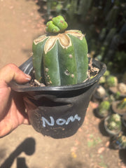 💎🌶️🌶️ NOM — Pup Graft On Rooted Shine01