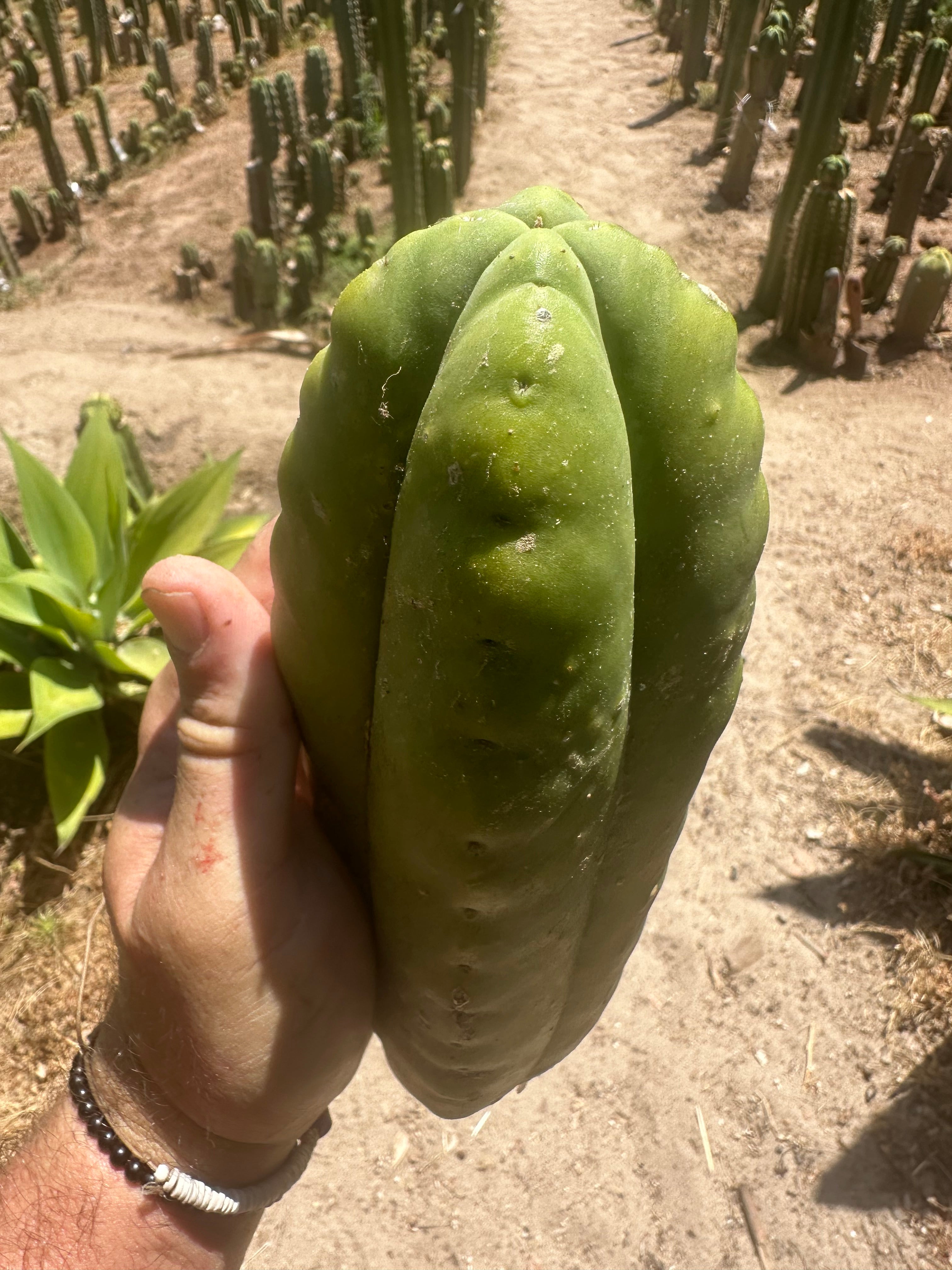 👑 Aussie Scop — 8” FourWang 💎