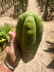 👑 Aussie Scop — 8” FourWang 💎