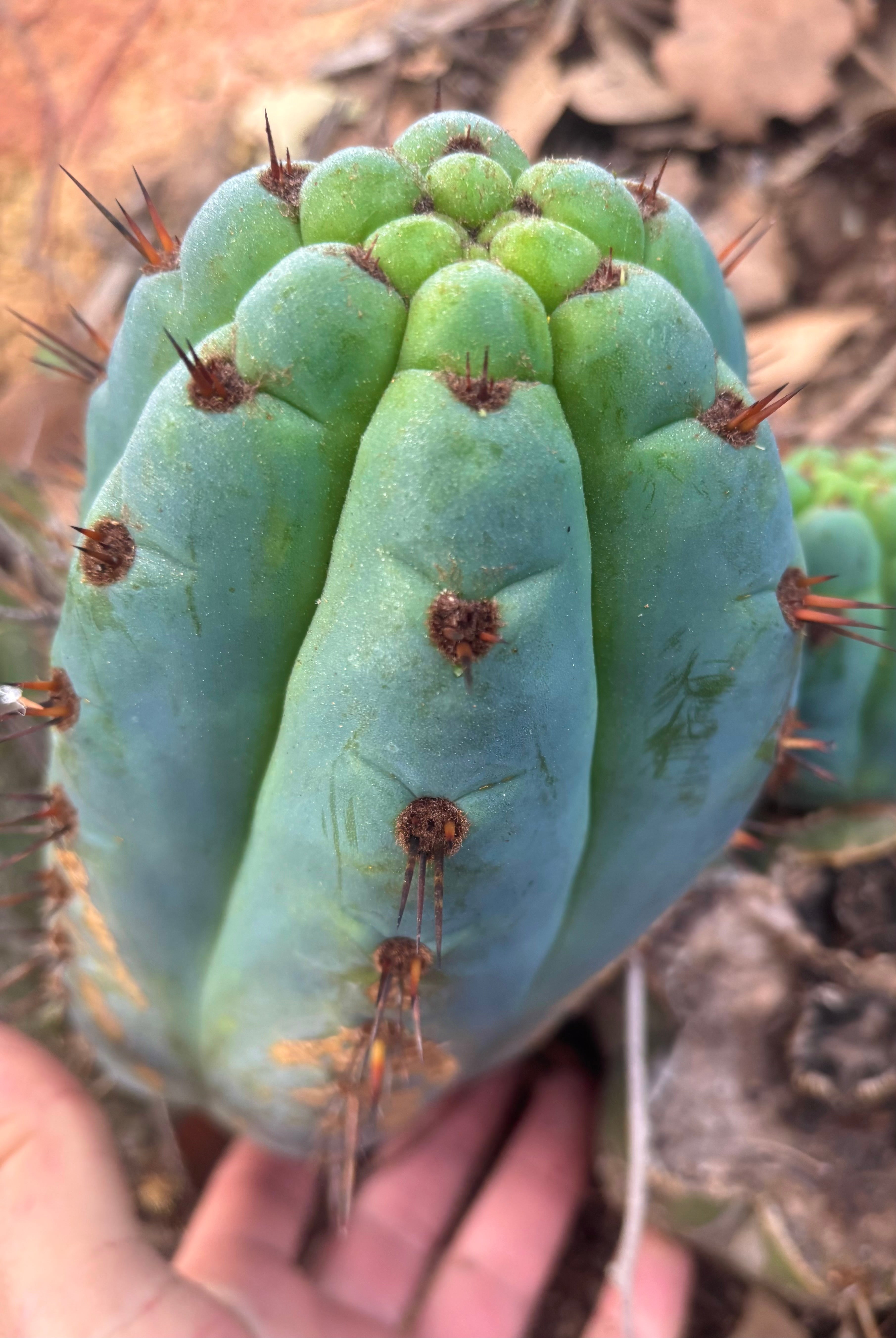 💎👑 Papa Smurf — 8” Chonk Melon