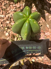 👑 Primo Aussie Scop — 8” Melon Pup