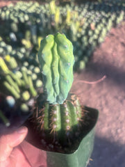 👑💎 Grecas — Rooted Butt Graft with Pup