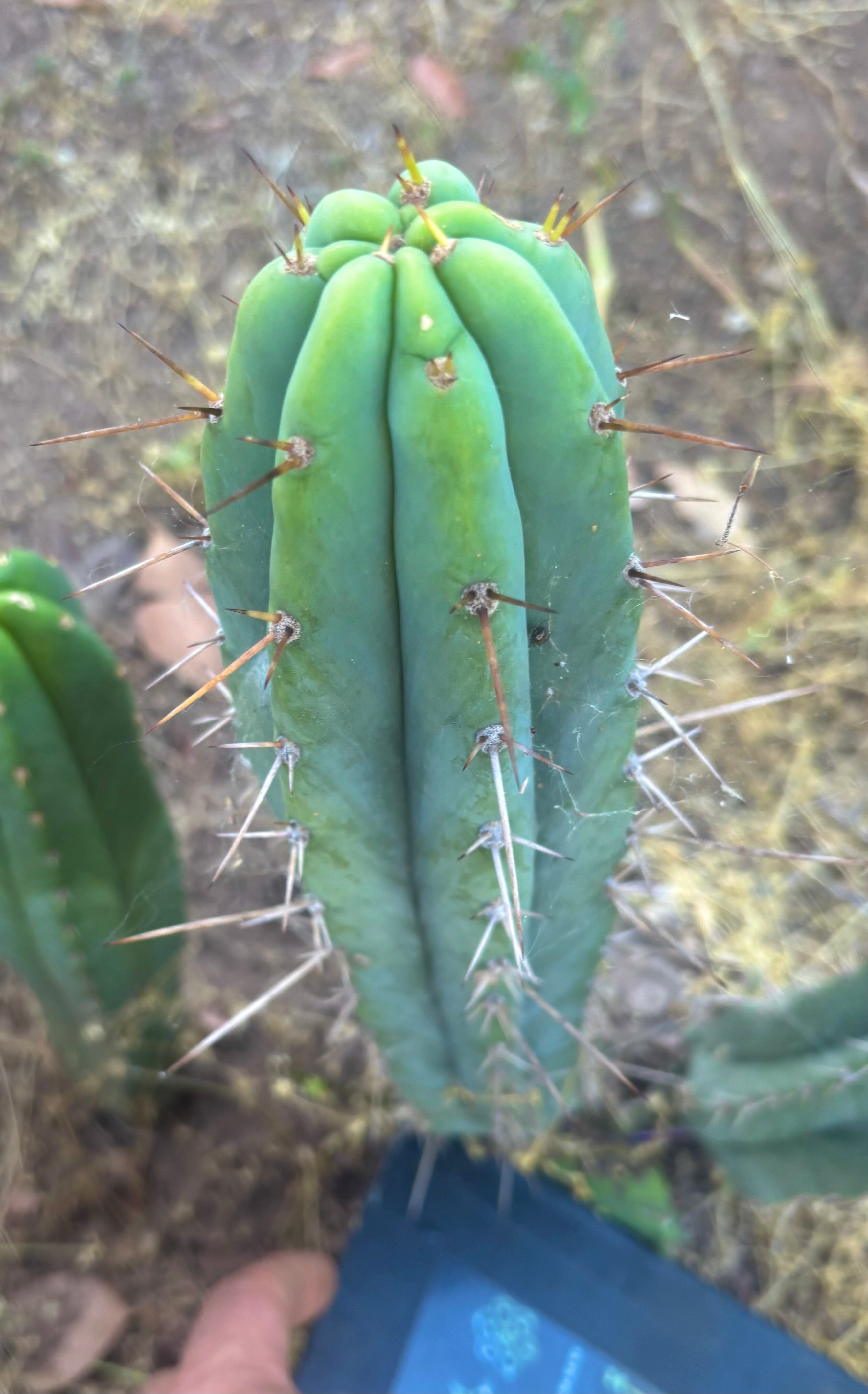 👑🌶️🌶️ Pala — 13” Tip