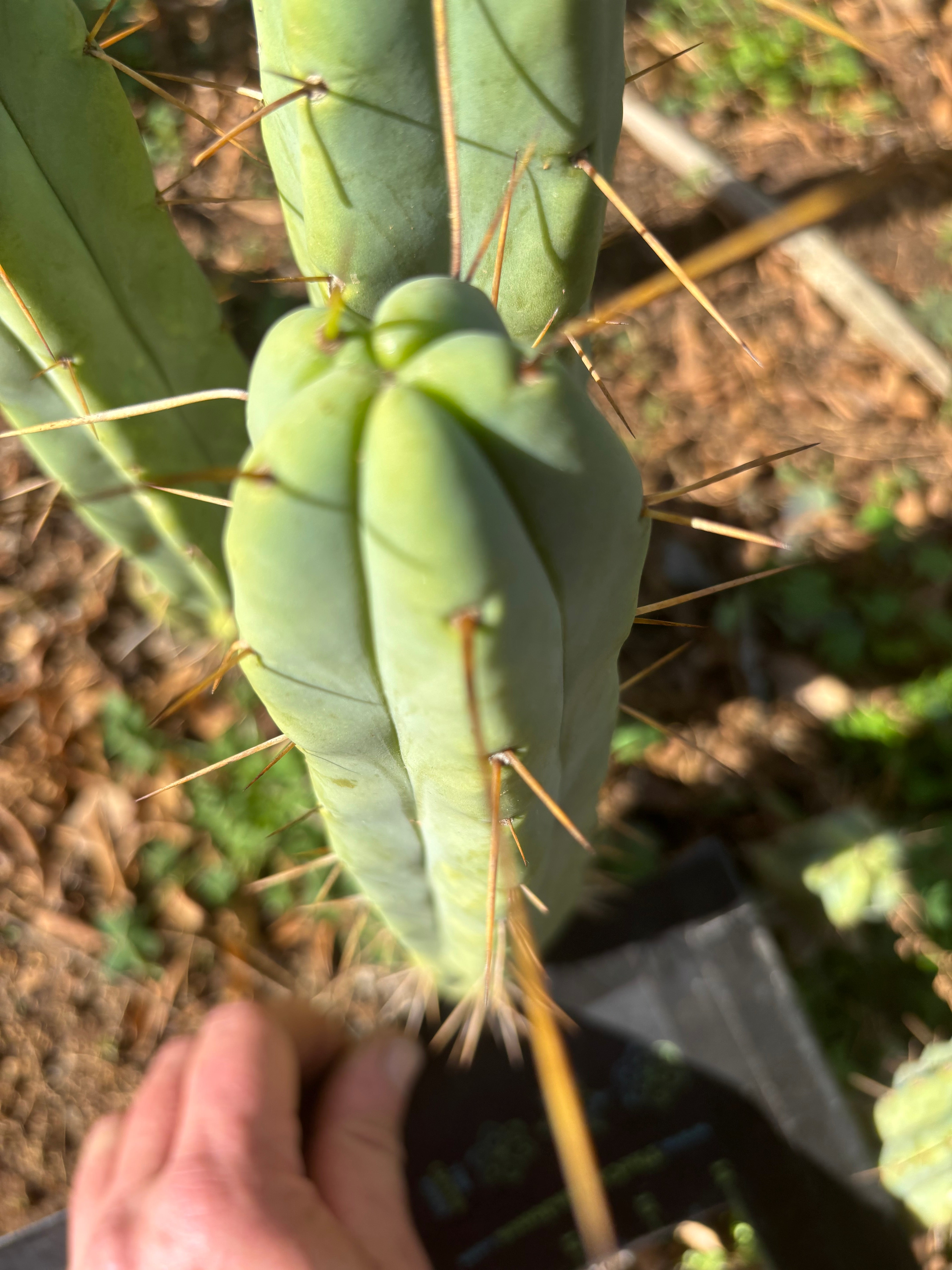 👑🌶️ Exotic Gardens — 10” Pups