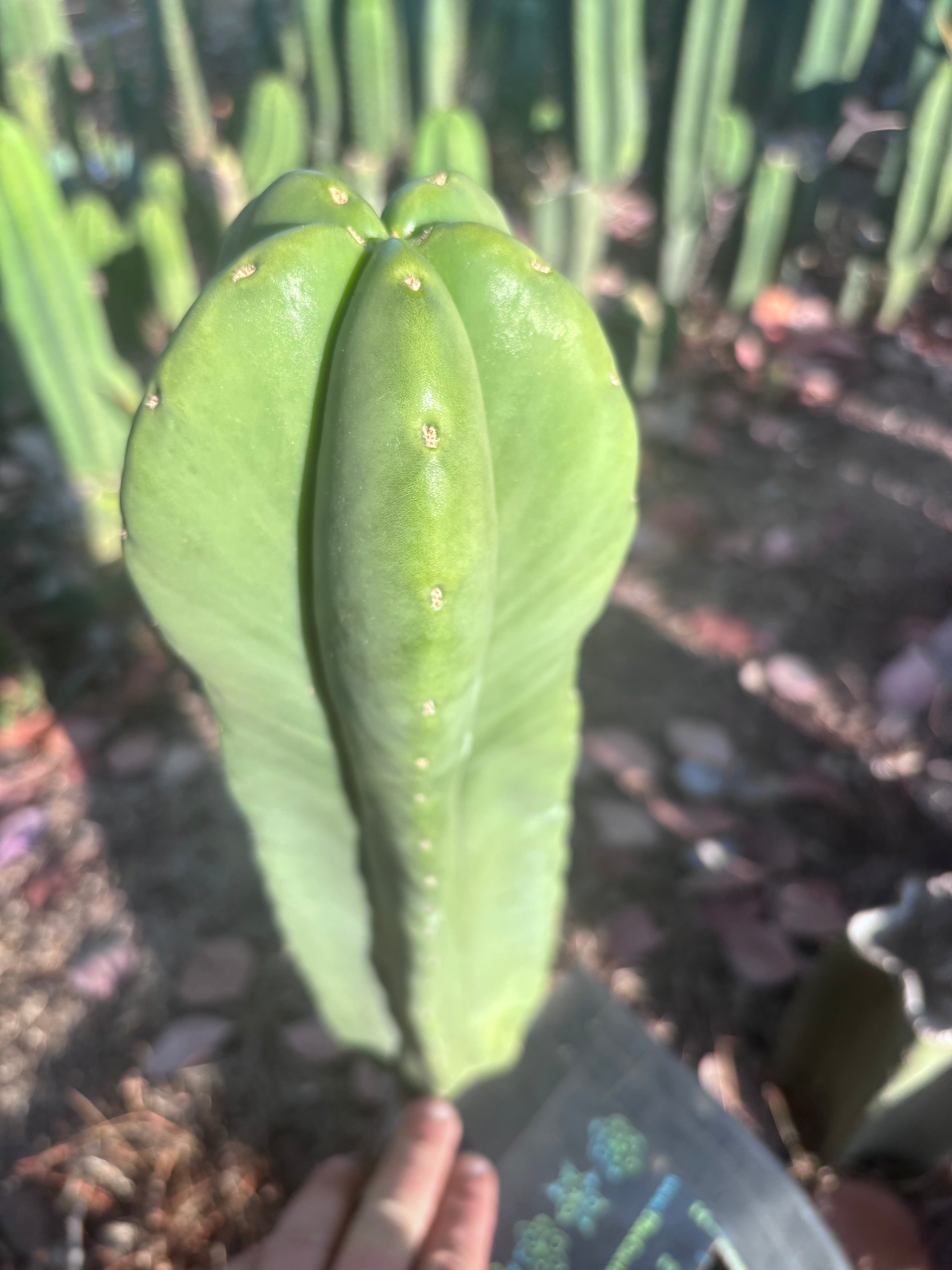 👑🌶️ Zulk — XL FAT 13” Pup