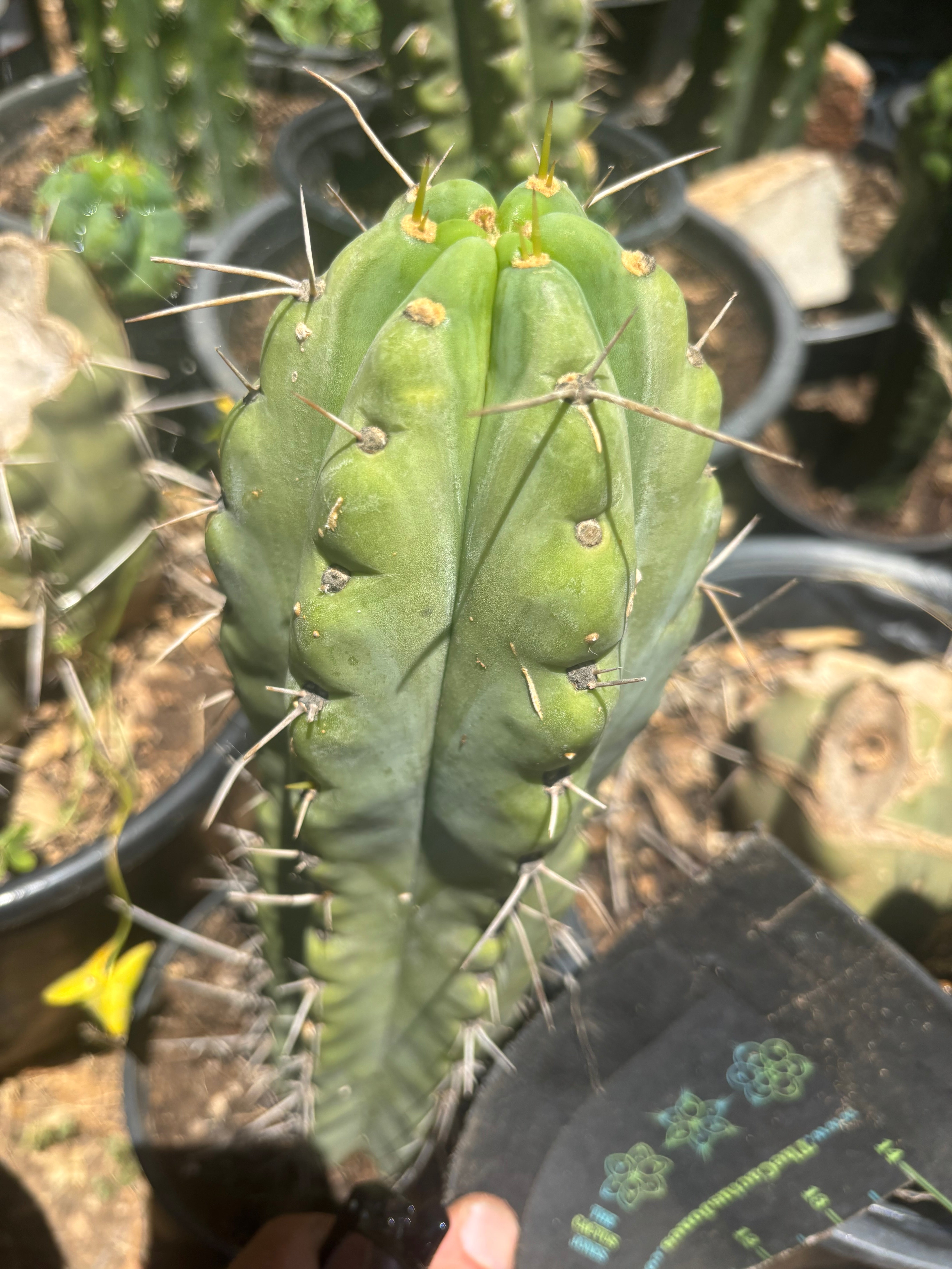 💎🌶️🌶️ NOM — Fat 9” Tip