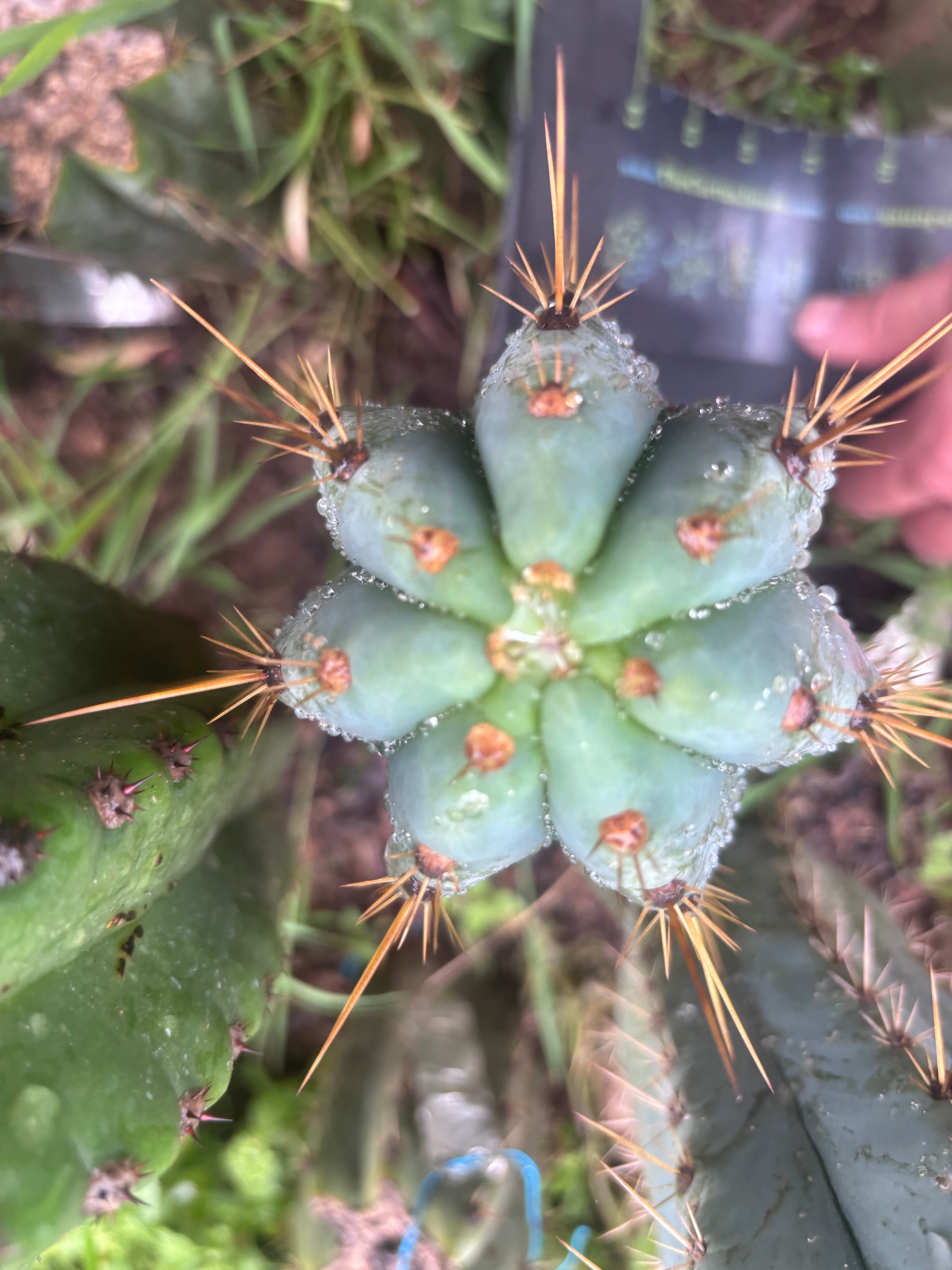 💎👑 Argentinensis “Coopers Clone” — 9” Tip