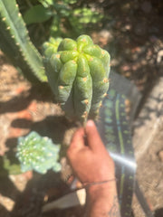 👑🌶️🌶️ Austy’s Bomb — 10.5” Pup